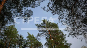 На Брянщине лесовосстановление выполнено на площади более 2,7 тыс. га