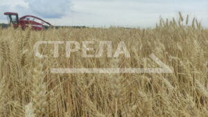 В брянском  Кокино открылась агропромышленная выставка День Брянского поля