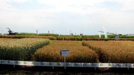 На площадках Брянского аграрного университета прошла 15-я агропромышленная выставка «День брянского поля»