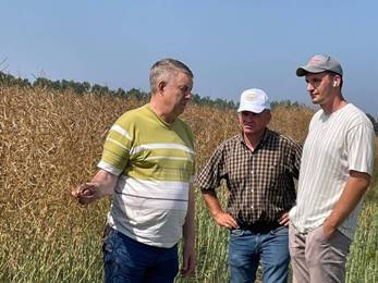 В Брянской области началась уборка рапса