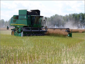 В Стародубском округе Брянской области активными темпами идет уборка рапса