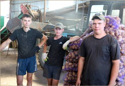 В  Стародубском округе Брянской области начали копать ранний картофель