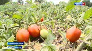 На Брянщине в самом разгаре уборка овощей