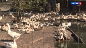 Двенадцать аграриев из Брянской области в этом году получат грант «Агростартап» на развитие хозяйства