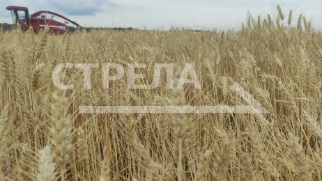 Губернатор Брянской области Александр Богомаз рассказал про сельское хозяйство в регионе