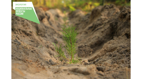 На Брянщине выполнены работы по лесовосстановлению на площади 2,9 тысячи гектаров