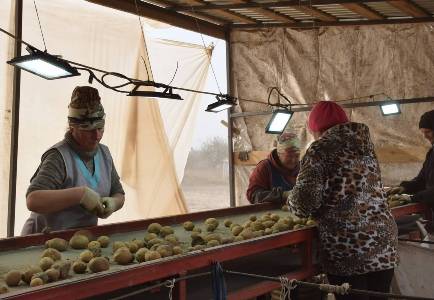 ООО «Климовская Картофельная Компания» Брянщины убирает картофель