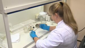 Брянские ученые используют современные биотехнологии в выращивании саженцев малины