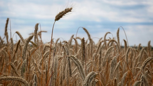 Указом президента Владимира Путина были отмечены работники сельского хозяйства из Брянской области