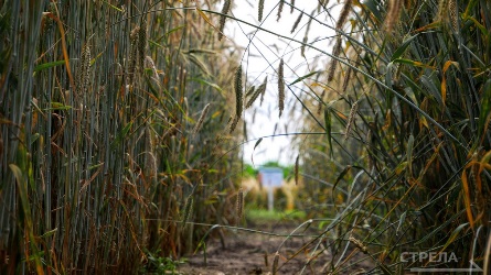 В Брянской области гранты «Агростартап» в прошлом году охватили 12 получателей