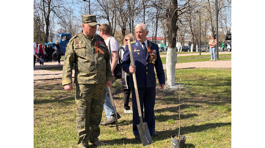 В сквере имени Ленина в Брянске появилась аллея из рябин
