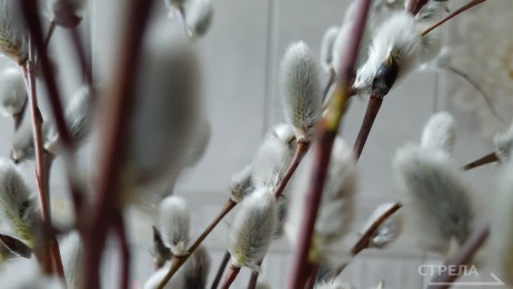 Православные жители Брянской области встречают Вербное Воскресенье