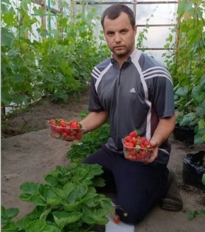 Житель Климовского района третий год собирает высокий урожай клубники