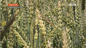 Брянские аграрии в этом году увеличили площади под яровыми зерновыми