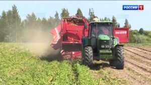 В Брянской области приступили к уборке раннего картофеля