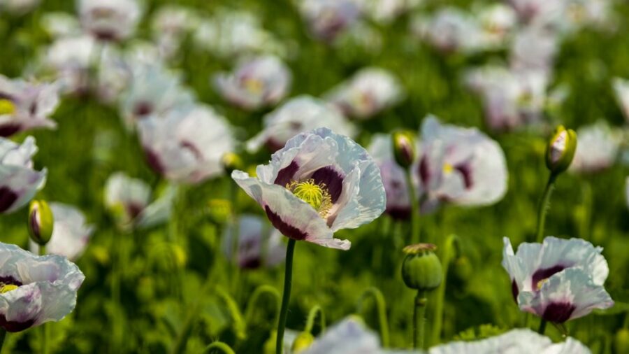 На Брянщине в Почепском районе активно развивается агропромышленный комплекс