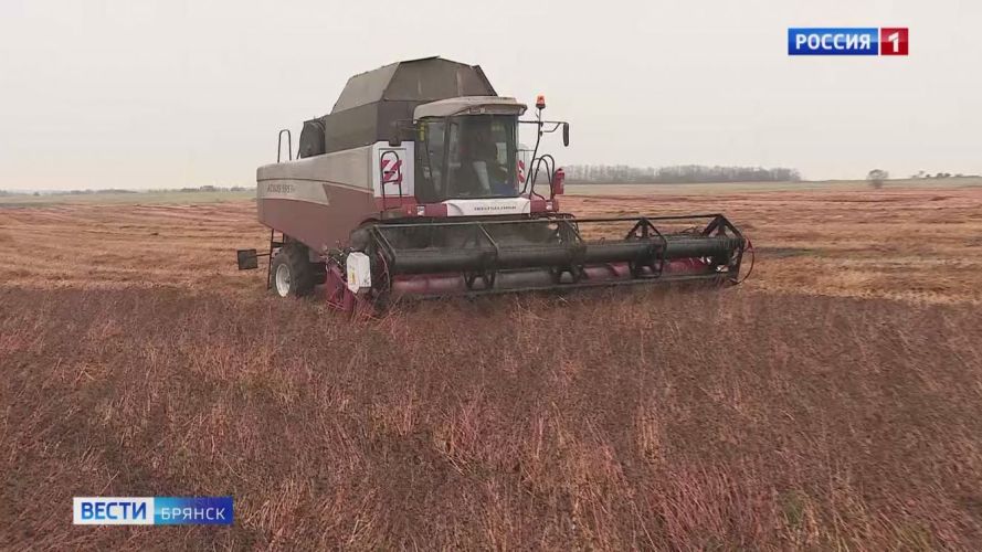 В Брянской области начали убирать гречиху