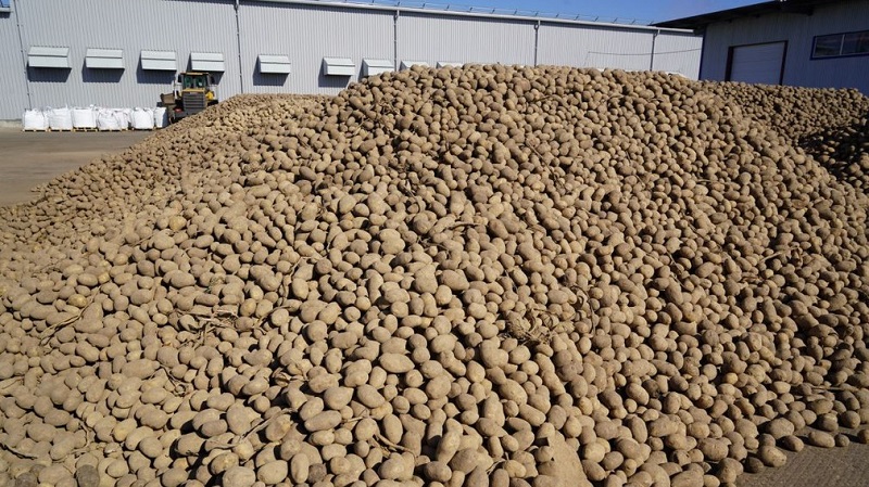 Успешно работает погарская картофельная фабрика Брянщины  