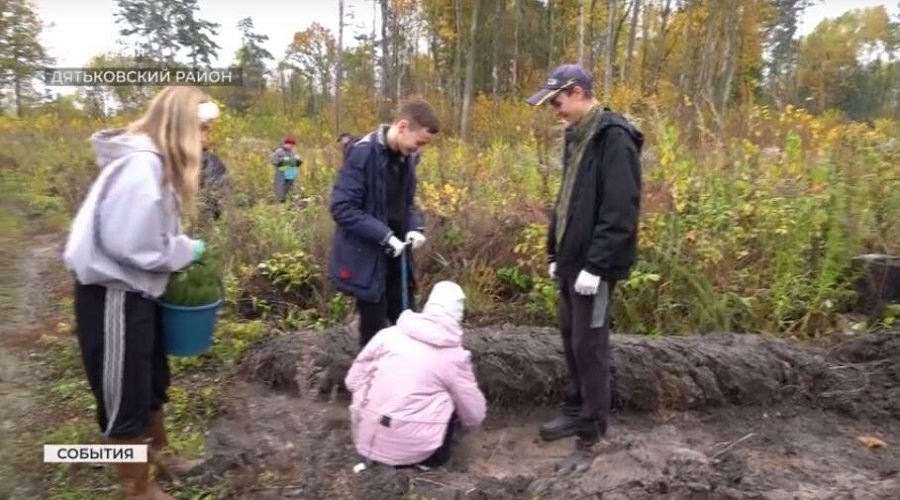 В Дятьковском районе  студенты Брянского медицинского колледжа высадили около 10 тысяч елей