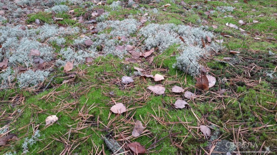 На охрану окружающей среды Брянщины  выделят более 140 млн. рублей