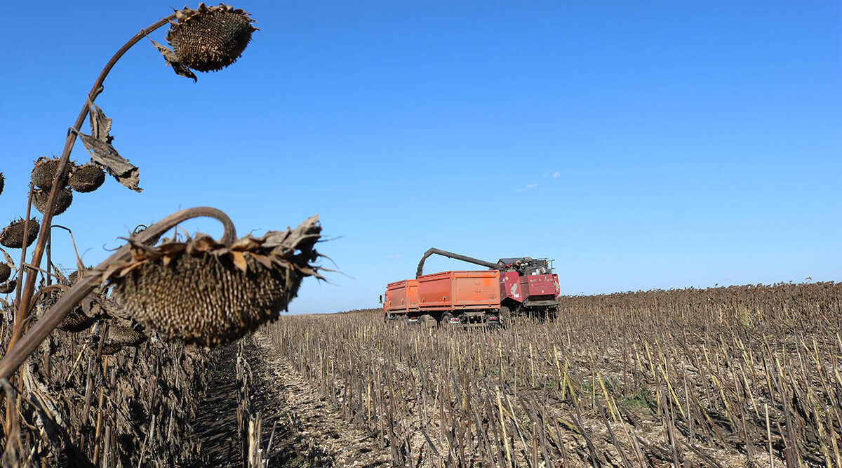 В Комаричском районе Брянщины убирают подсолнечник