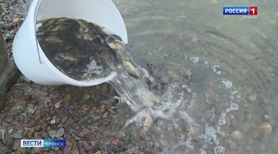 Брянскую Десну в поселке Супонево зарыбили сазаном