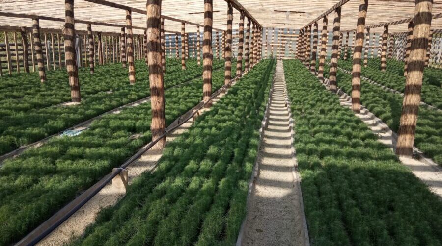 Брянские лесоводы в полном объеме обеспечены собственным посадочным материалом на 2026 год