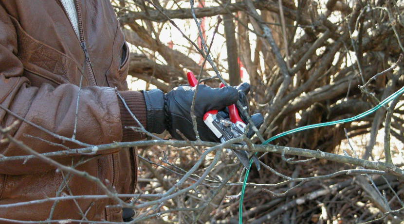 Злынковчанам рассказывают о работах в саду в зимний период