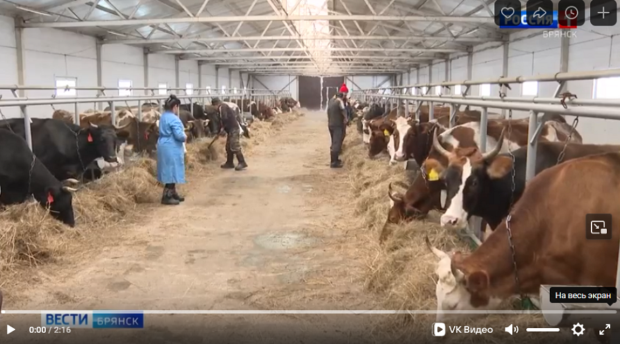 Животноводы Брянской области  успешно преодолевают аномальные морозы