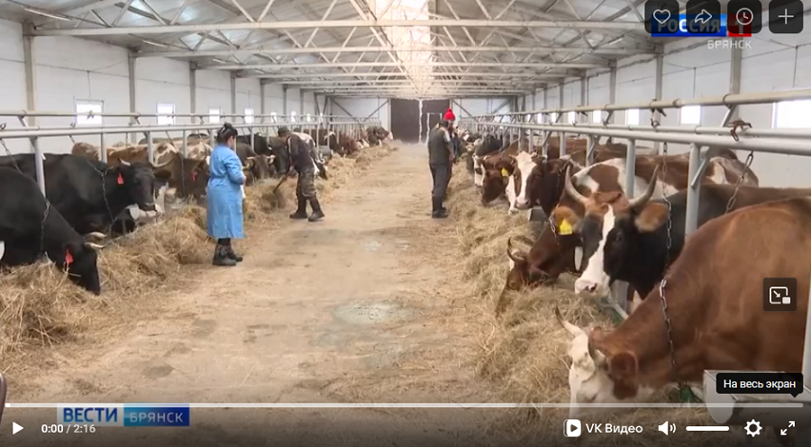 Животноводы Брянской области  успешно преодолевают аномальные морозы