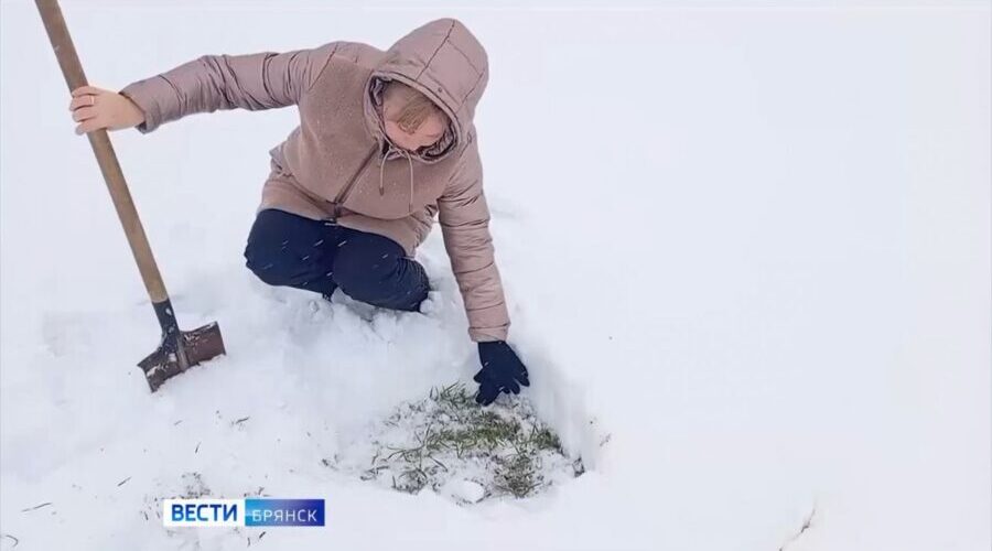 В сельхозпредприятиях Брянской области начали мониторинг состояния озимых культур