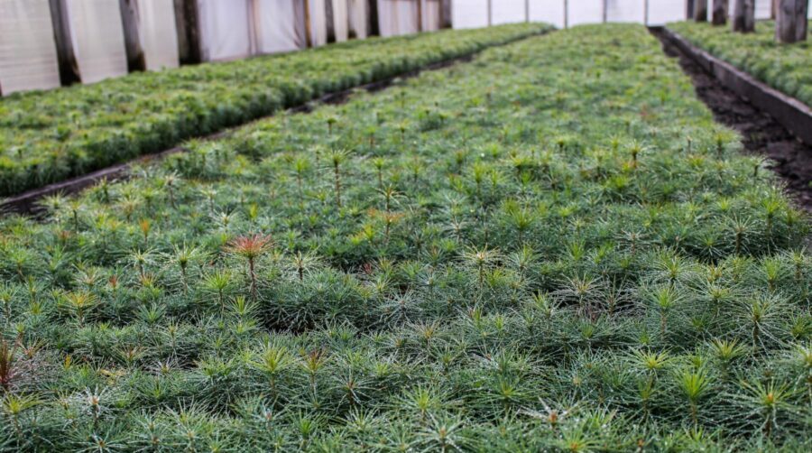 В Брянской области продолжится реализация регионального проекта «Сохранение лесов»