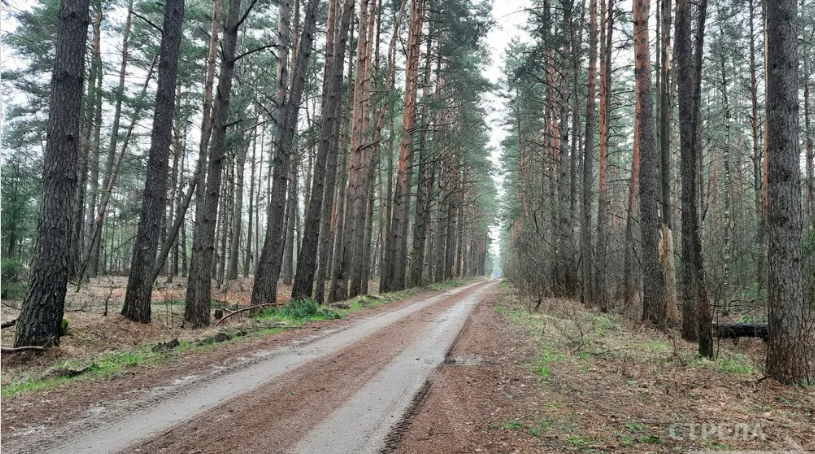 На Брянщине за 4 года восстановили более 18 тысяч гектаров леса