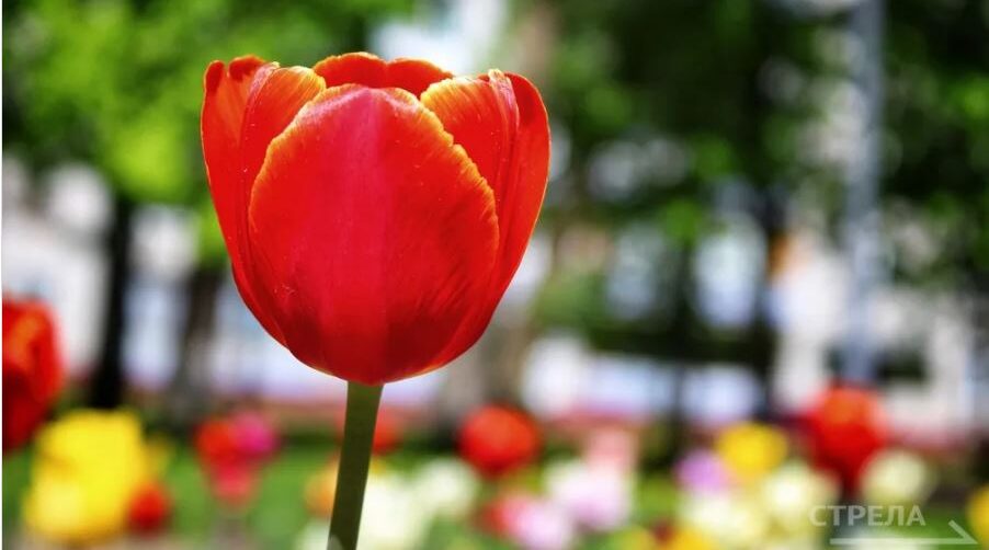 В клумбы Брянска осенью высажено около 105 800 луковиц тюльпанов