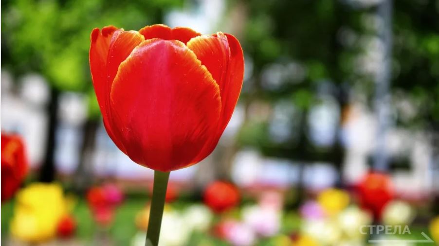 В клумбы Брянска осенью высажено около 105 800 луковиц тюльпанов