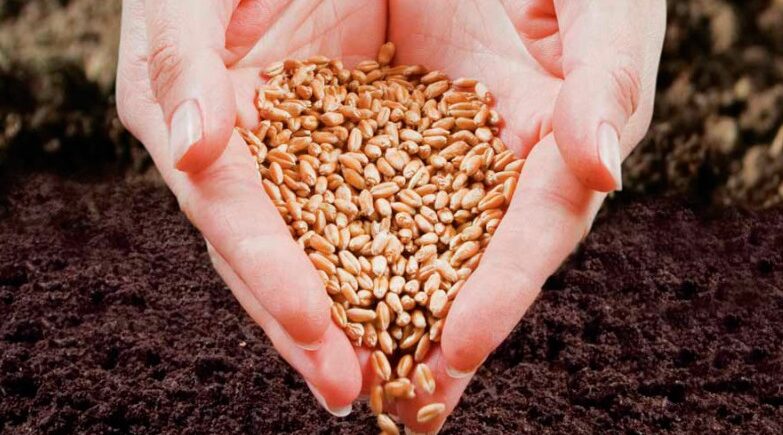 Качественные семена — основа стабильности сельского хозяйства