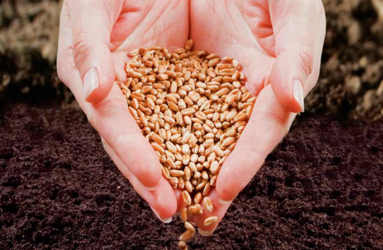 Качественные семена — основа стабильности сельского хозяйства