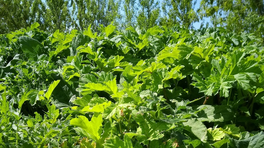 О борщевике Сосновского