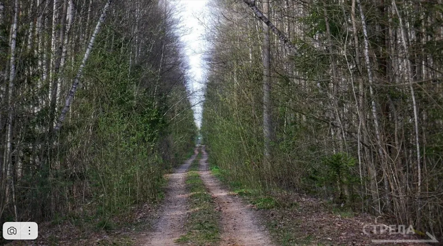 В 2025 году Брянская область стала лидером ЦФО по заготовке лесных семян