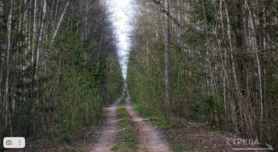 В 2025 году Брянская область стала лидером ЦФО по заготовке лесных семян