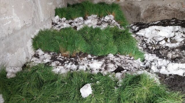 В Брянской области открыли лесокультурный сезон