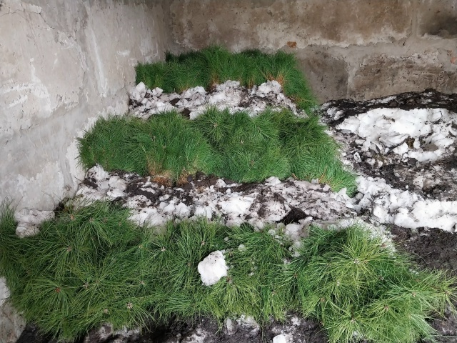 В Брянской области открыли лесокультурный сезон