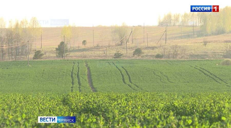 Аграрии Брянской области проверяют озимые культуры из-за похолодания