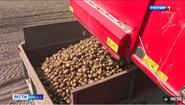 На Брянщине началась уборка ранних сортов картофеля