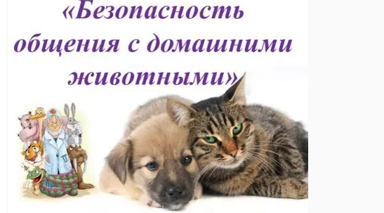 О безопасности общения с животными